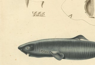 Rare Hand-Colored Antique Engraving of A Greenland Shark, 1842, view 5