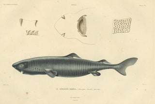 Rare Hand-Colored Antique Engraving of A Greenland Shark, 1842, view 7