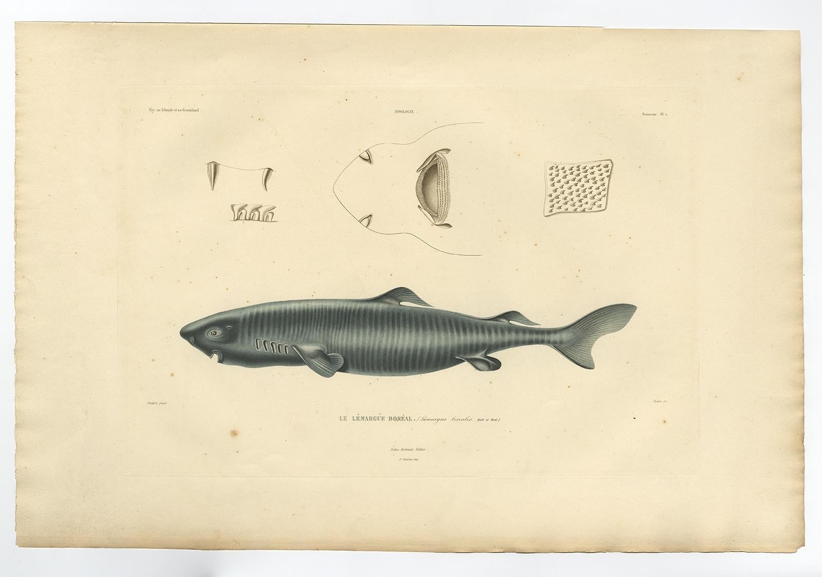 Seltene handkolorierte antike Gravur einer Seeschlange, 1842 im Angebot 2