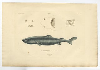 Rare Hand-Colored Antique Engraving of A Greenland Shark, 1842, view 3