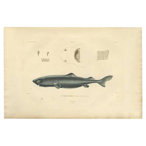 Rare Hand-Colored Antique Engraving of A Greenland Shark, 1842