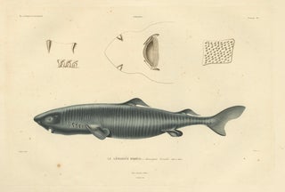 Rare Hand-Colored Antique Engraving of A Greenland Shark, 1842, view 4