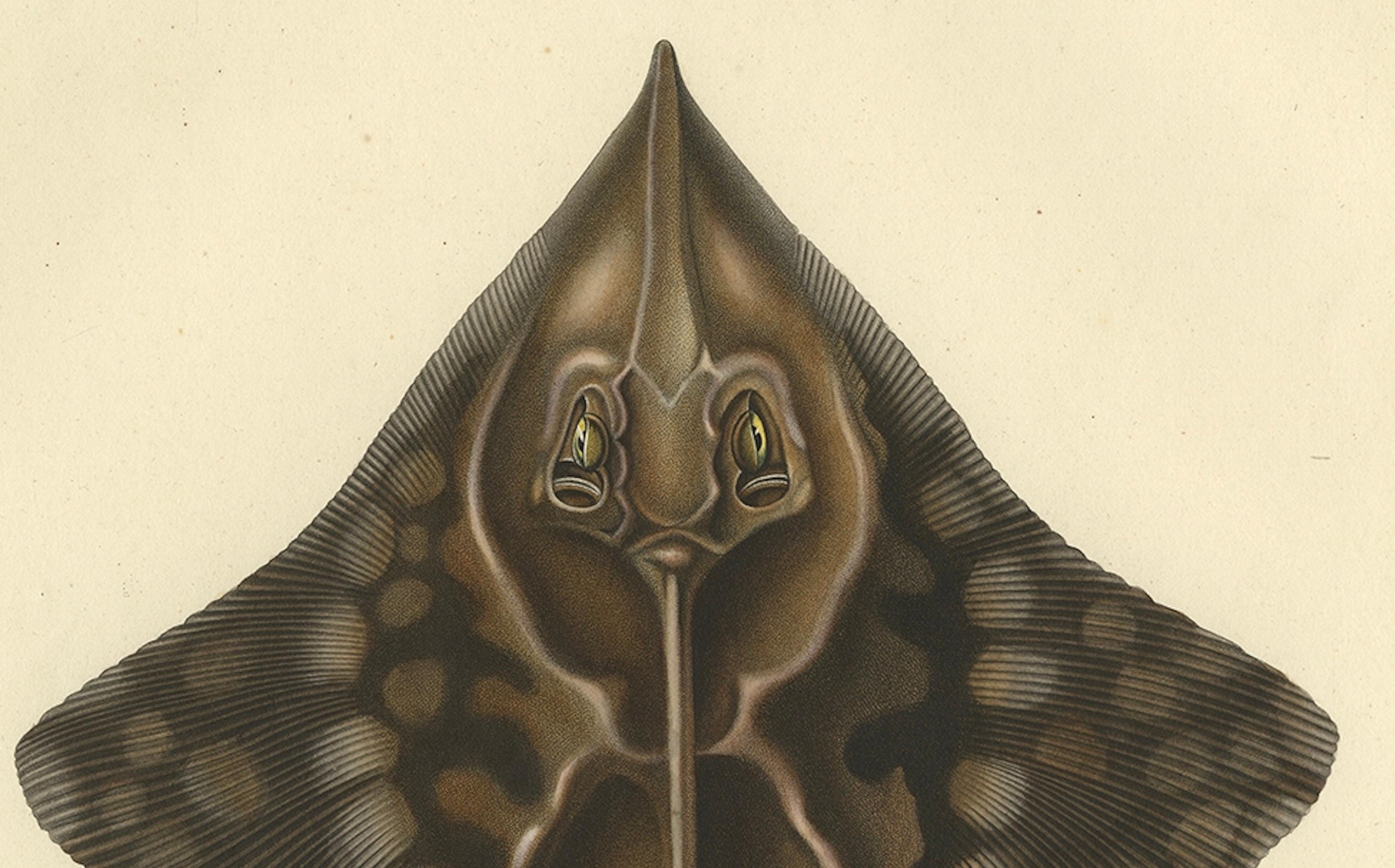 Seltener handkolorierter antiker Fischdruck des Gaimard's Ray, 1842 (Mittleres 19. Jahrhundert) im Angebot