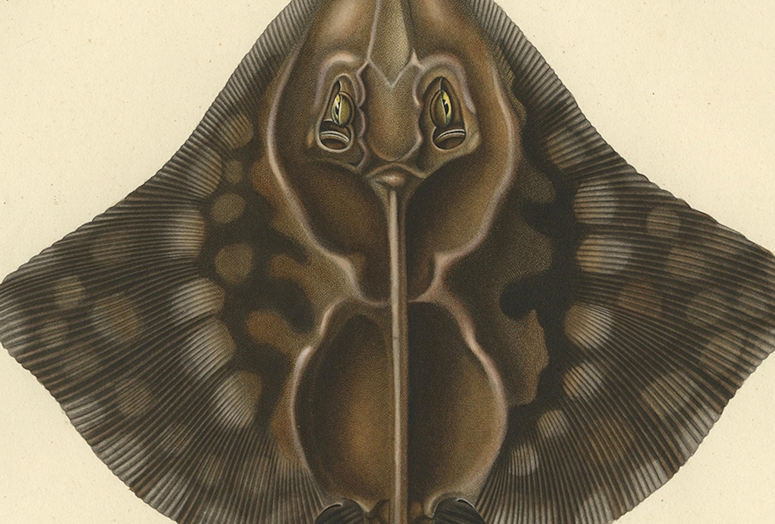 Seltener handkolorierter antiker Fischdruck des Gaimard's Ray, 1842 (Papier) im Angebot
