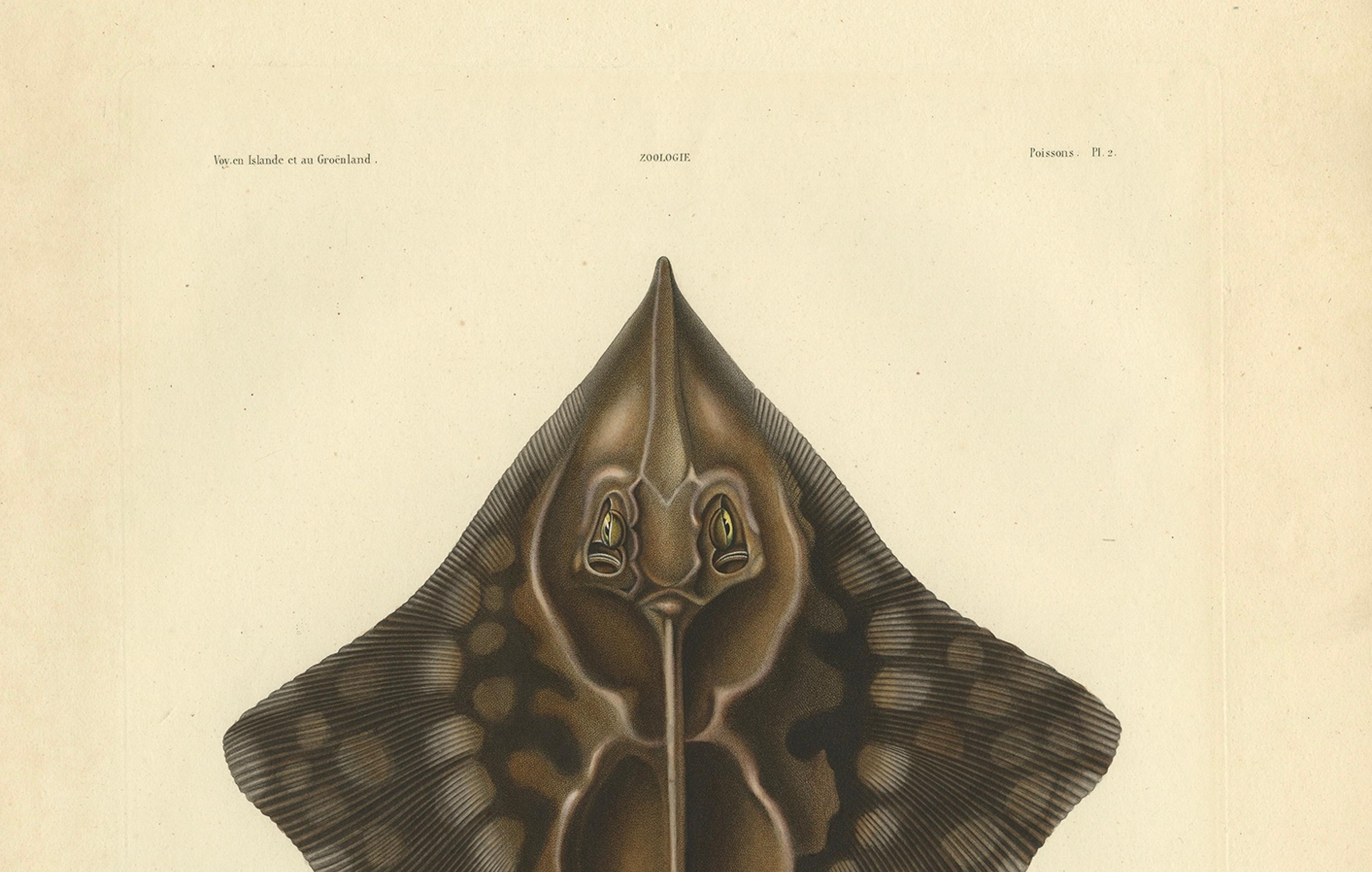 Seltener handkolorierter antiker Fischdruck des Gaimard's Ray, 1842 im Angebot 2