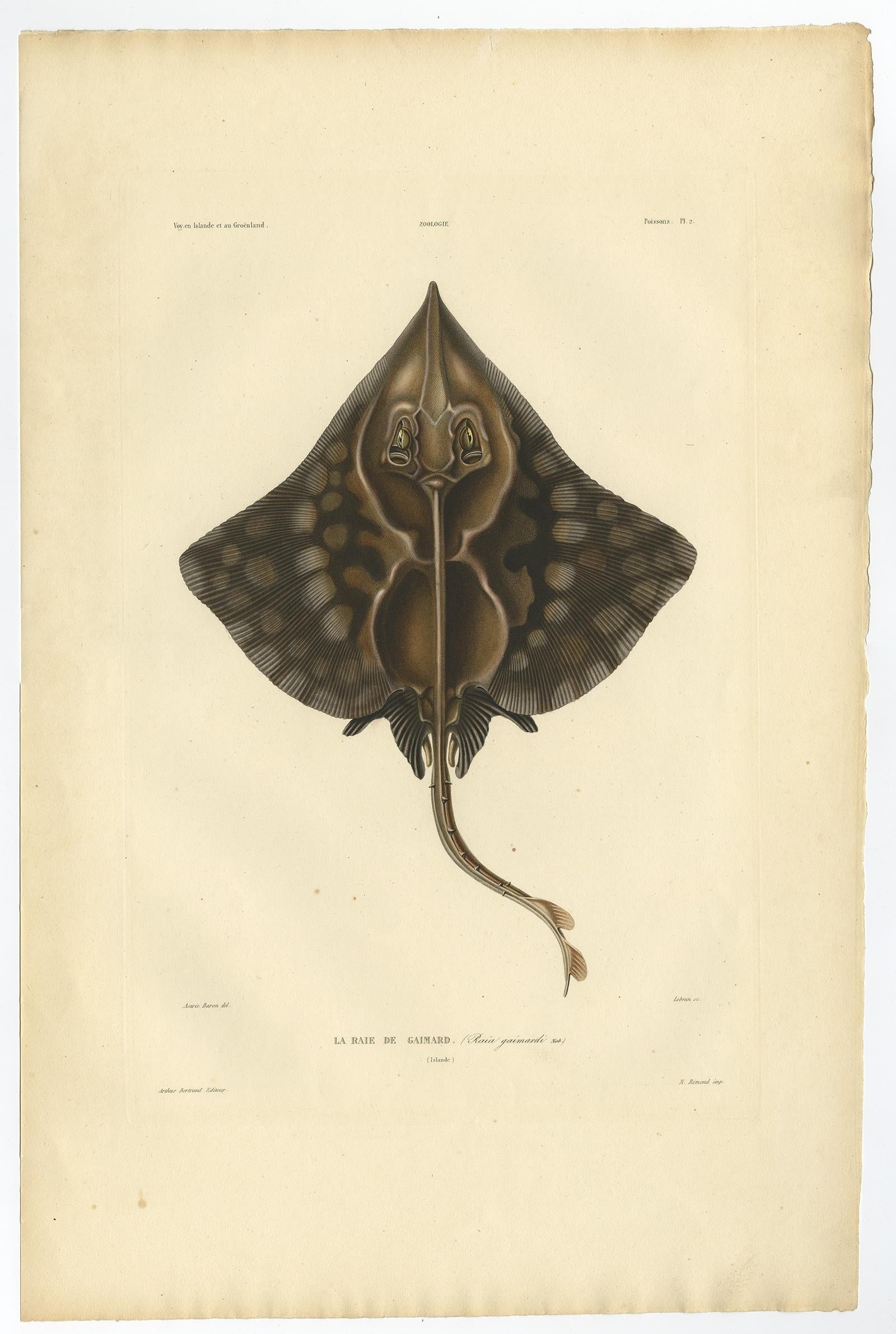 Seltener handkolorierter antiker Fischdruck des Gaimard's Ray, 1842 im Angebot 3