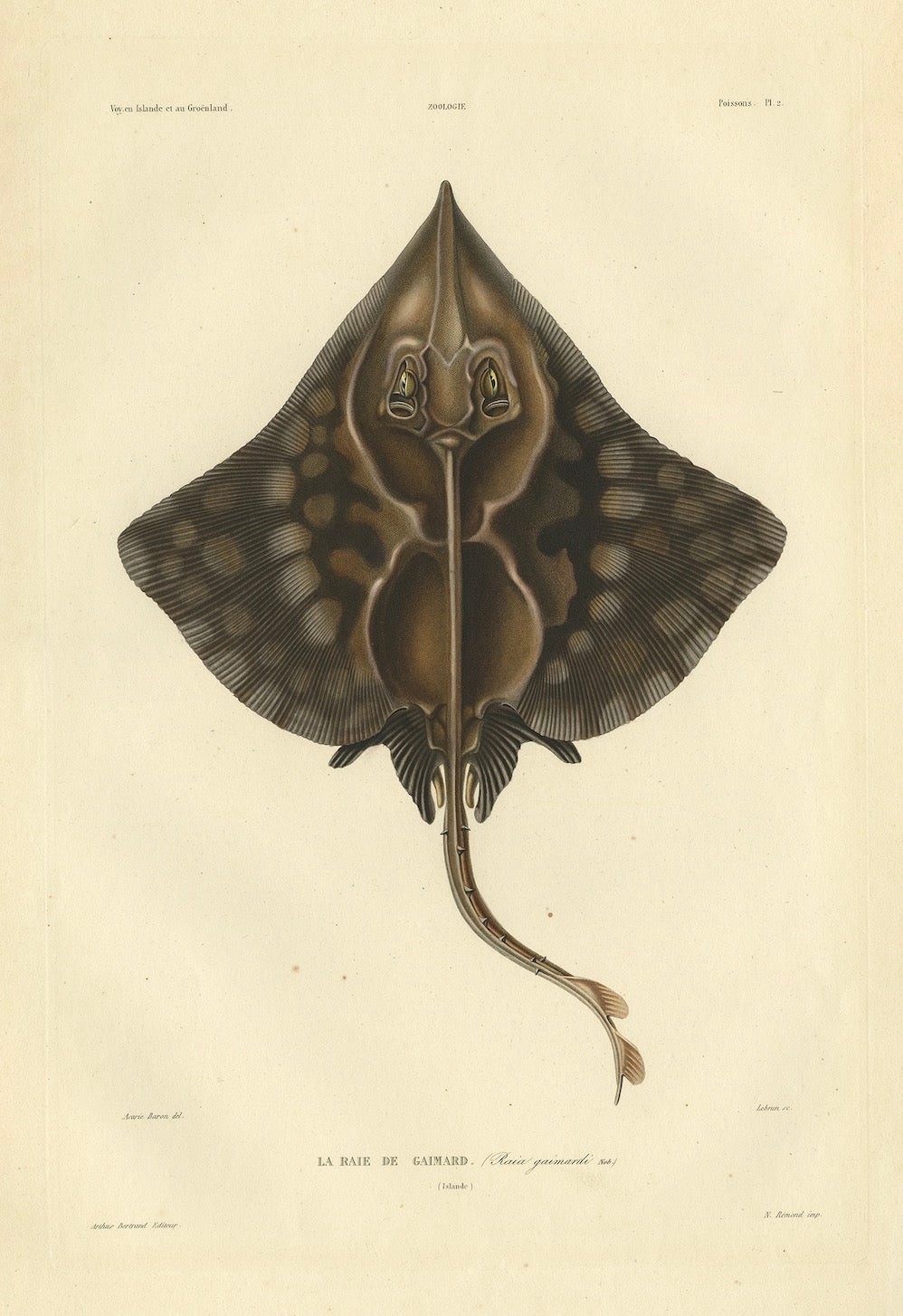 Seltener handkolorierter antiker Fischdruck des Gaimard's Ray, 1842