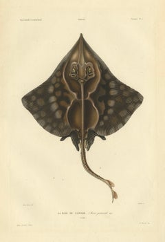 Rare Hand-Colored Antique Fish Print of the Gaimard's Ray, 1842
