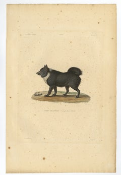 Rare Hand-Colored Engraved Plate of an Icelandic Sheep Dog, 1842