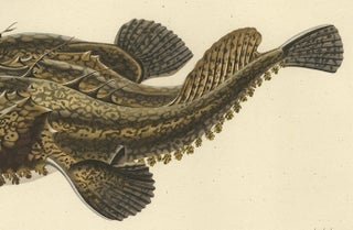 Antique Ichthyology Print, Anglerfish (Lophius piscatorius), Gaimard 1842, view 7