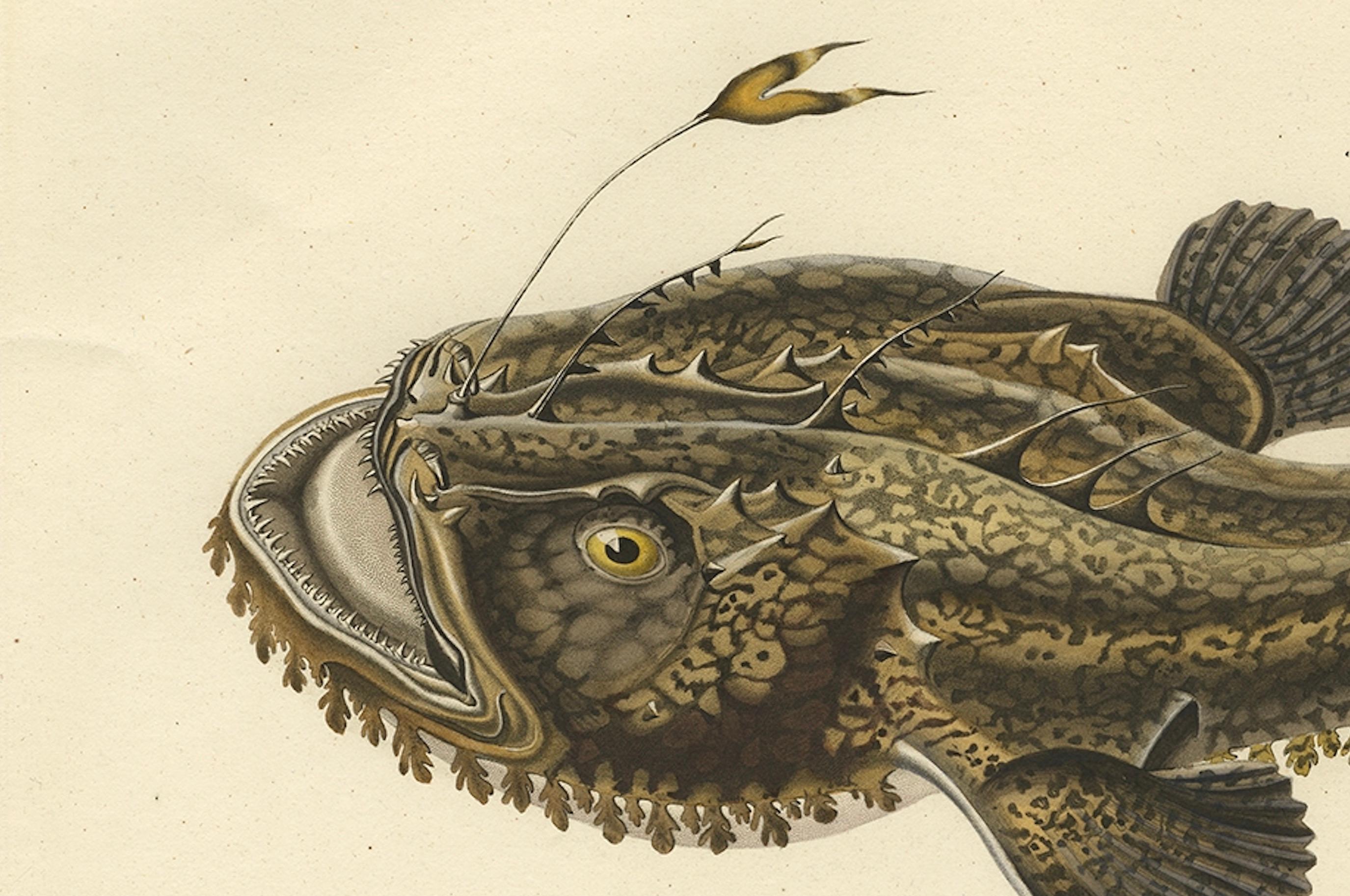 Seltene handkolorierte Gravur eines Fisches mit dem Namen des Anglers, 1842 (Mittleres 19. Jahrhundert) im Angebot