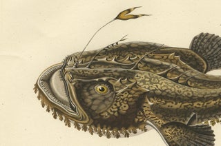 Antique Ichthyology Print, Anglerfish (Lophius piscatorius), Gaimard 1842, view 6