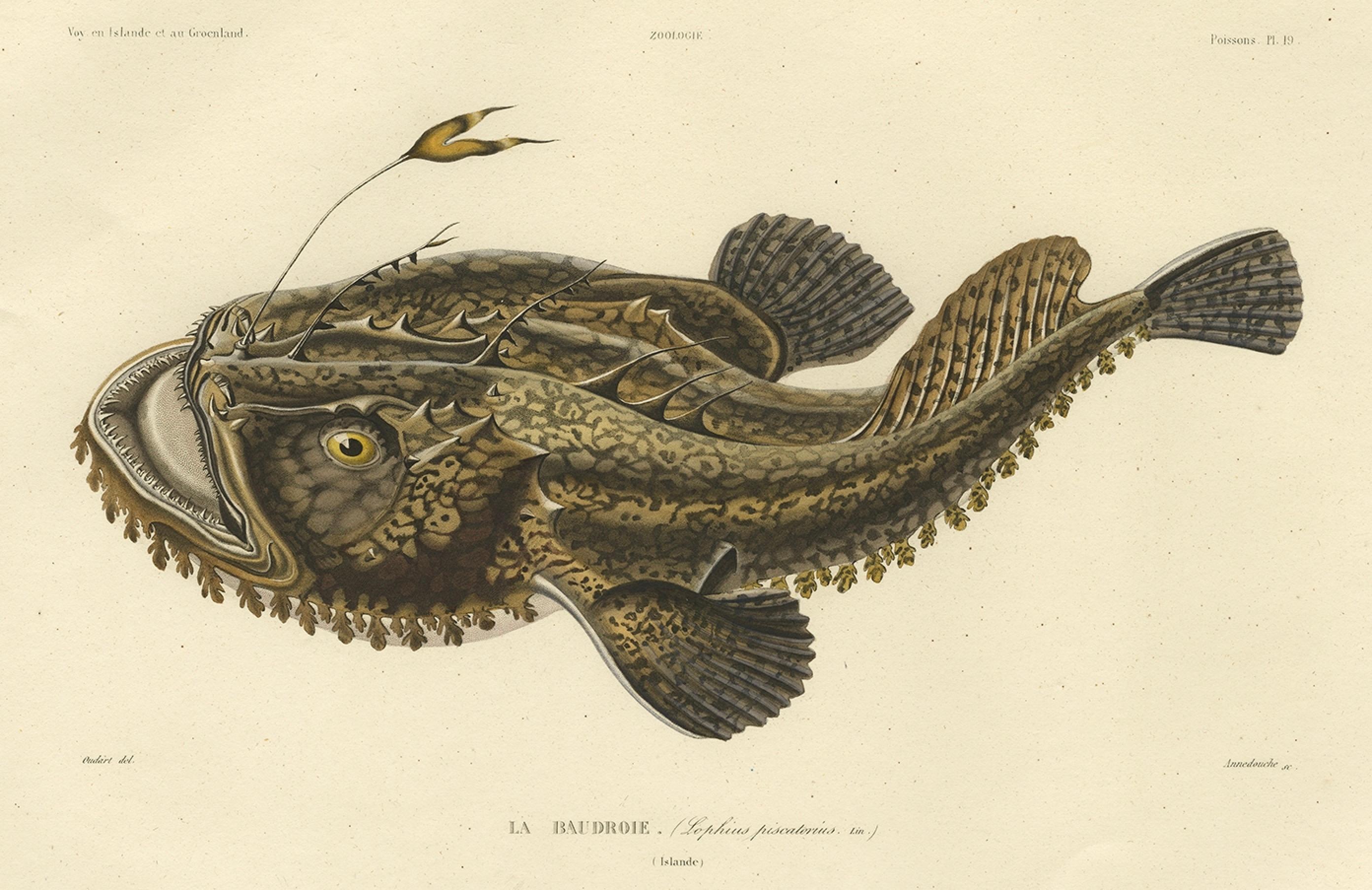 Seltene handkolorierte Gravur eines Fisches mit dem Namen des Anglers, 1842 im Zustand „Gut“ im Angebot in Langweer, NL