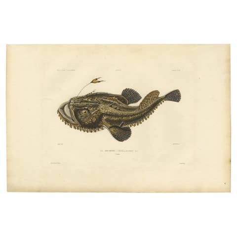 Antique Ichthyology Print – Anglerfish (Lophius piscatorius), Gaimard 1842