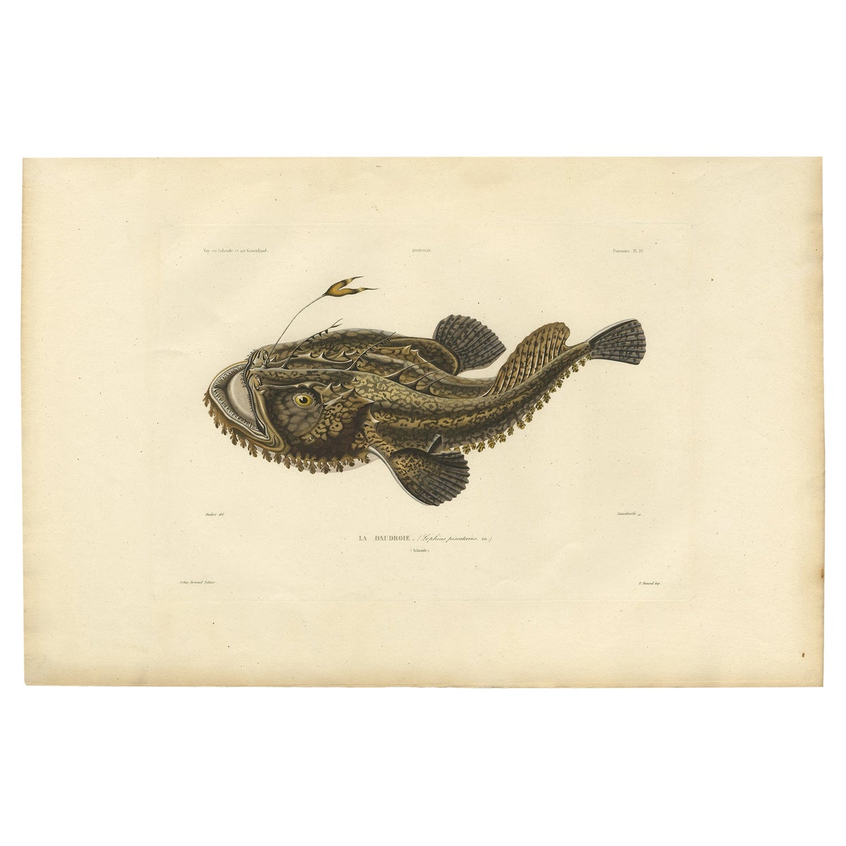 Antique Ichthyology Print, Anglerfish (Lophius piscatorius), Gaimard 1842