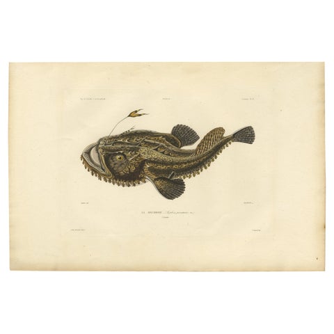 Antique Ichthyology Print, Anglerfish (Lophius piscatorius), Gaimard 1842