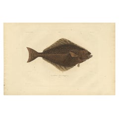 Antique Rare Hand-Colored Engraving of a Fish named The Atlantic Halibut, 1842