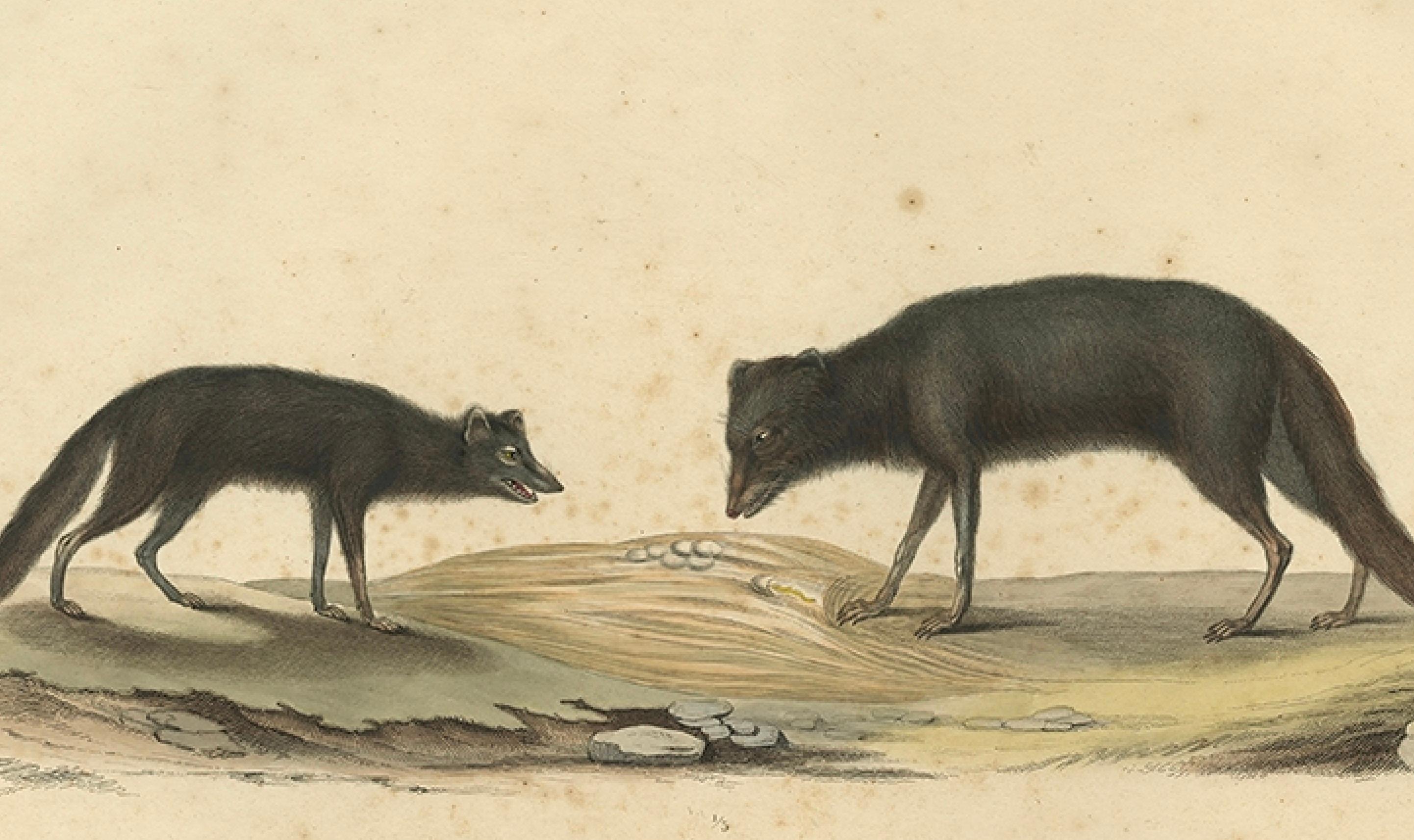 Seltene handkolorierte Gravur eines beweglichen Fuchses in Sommermantel, 1842 (Papier) im Angebot