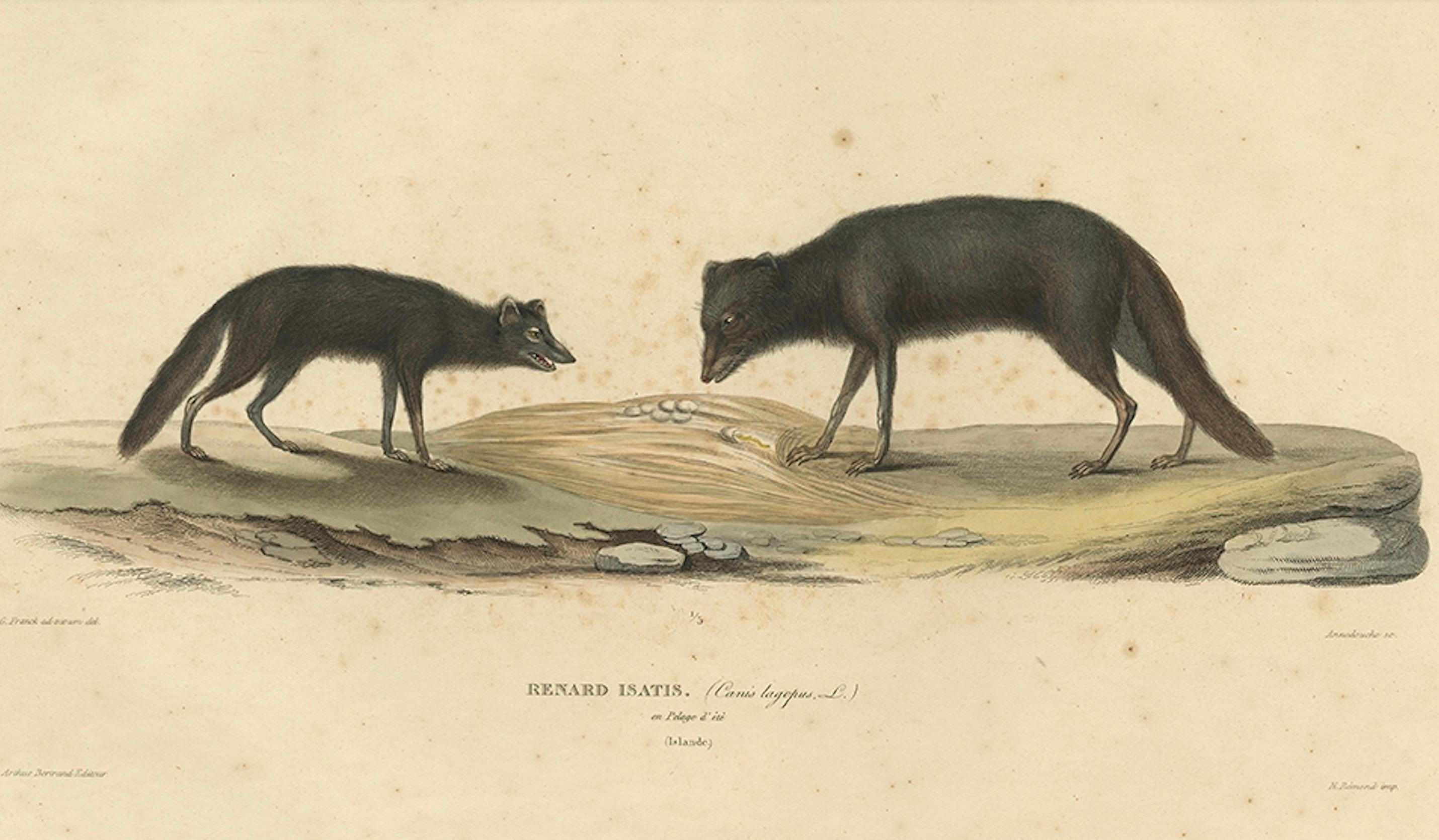 Seltene handkolorierte Gravur eines beweglichen Fuchses in Sommermantel, 1842 im Angebot 1