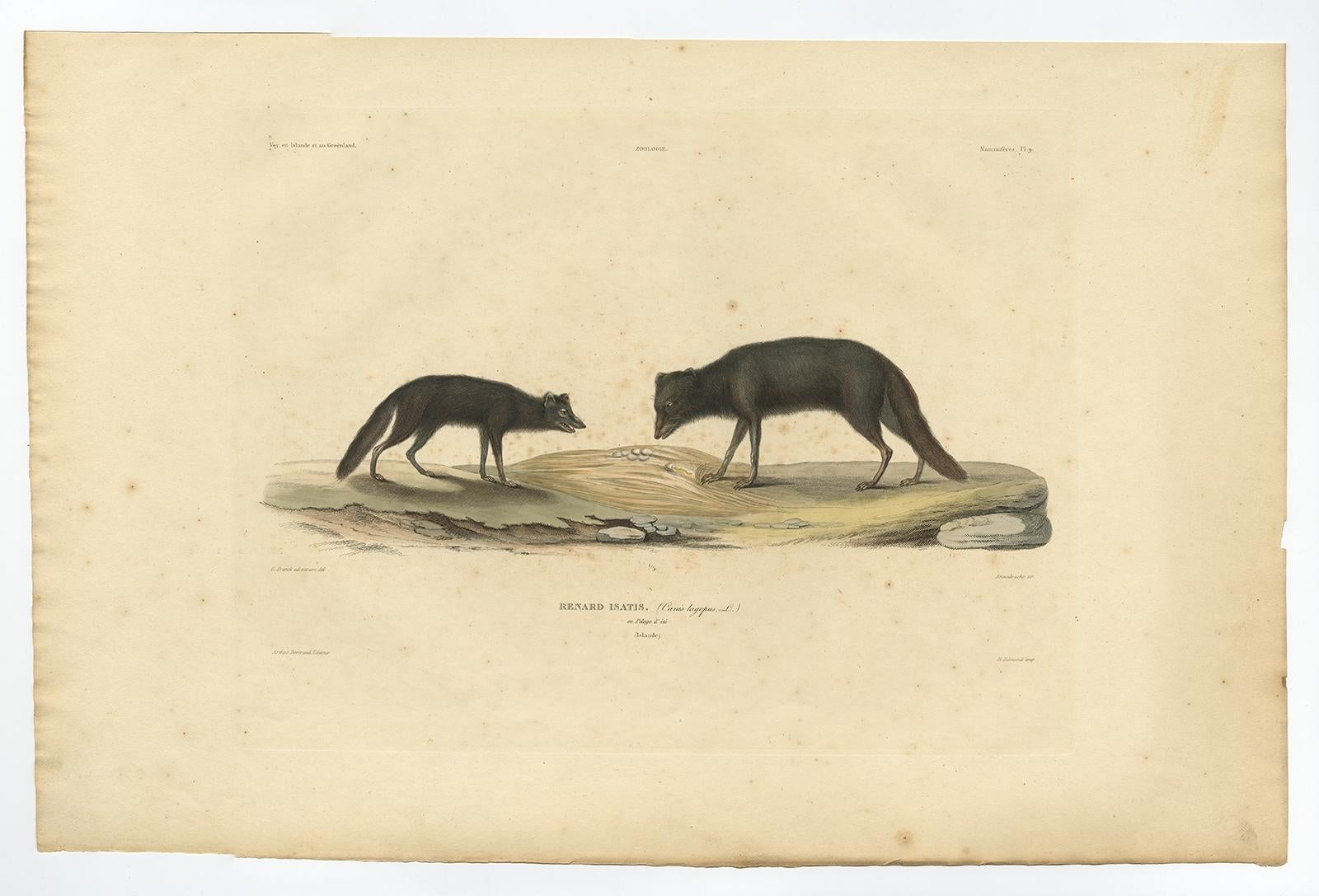 Seltene handkolorierte Gravur eines beweglichen Fuchses in Sommermantel, 1842 im Angebot 2