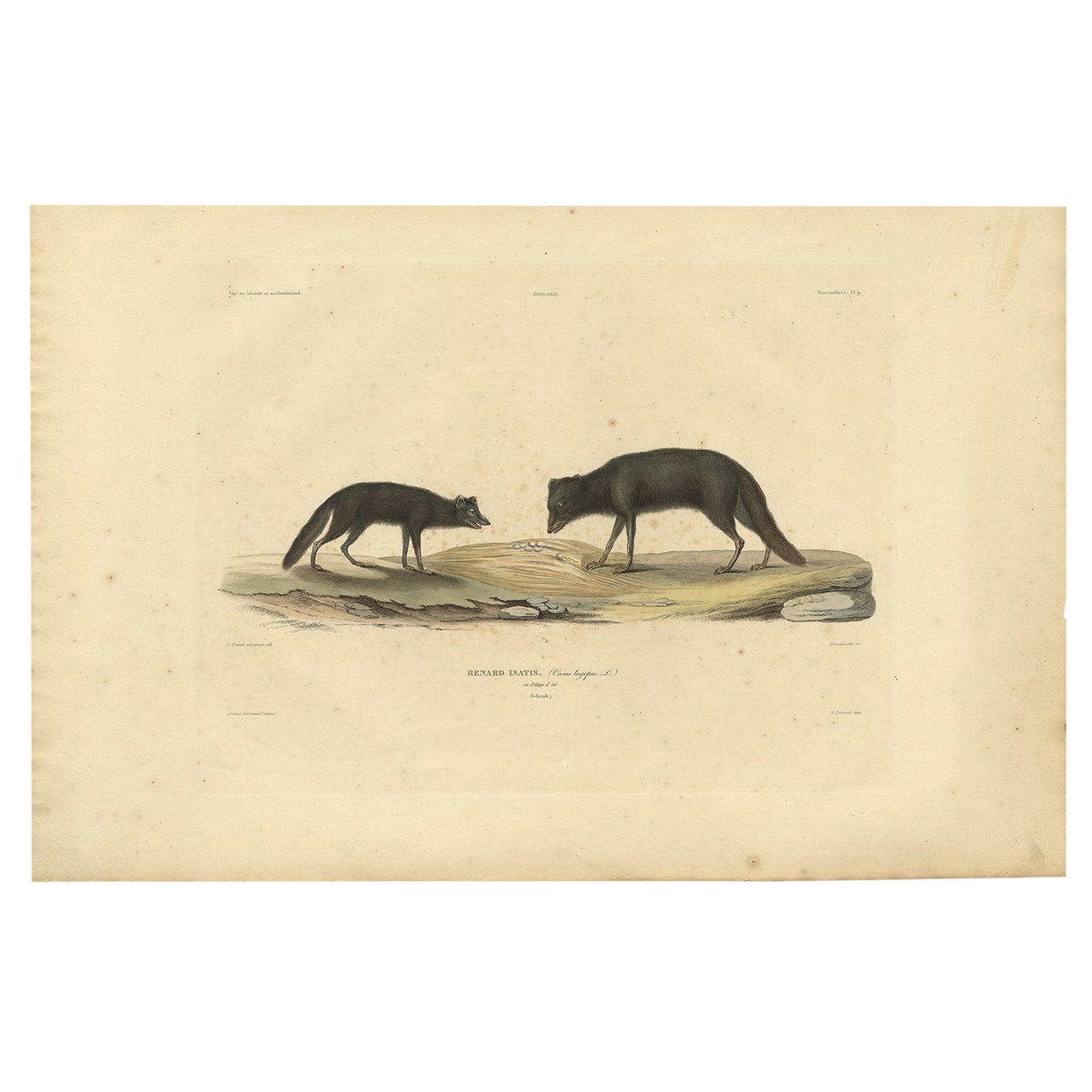 Raro grabado coloreado a mano de un zorro ártico con abrigo de verano, 1842