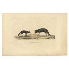Raro grabado coloreado a mano de un zorro ártico con abrigo de verano, 1842