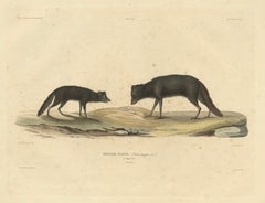 Rare Hand-Colored Engraving of An Artic Fox in Summer Coat, 1842