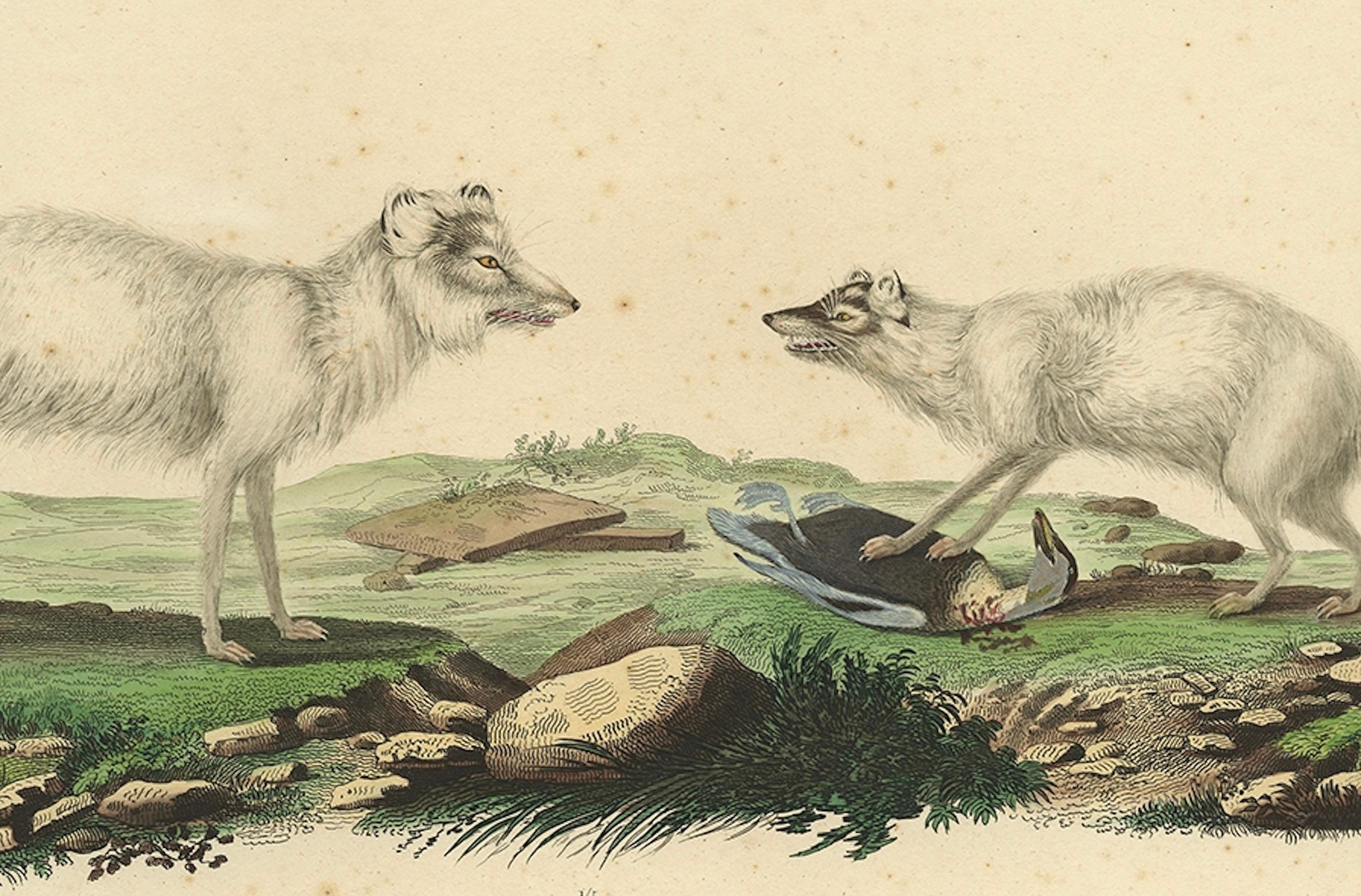 Seltene handkolorierte Gravur des künstlerischen Fuchs in Wintermantel, 1842 (Französisch) im Angebot
