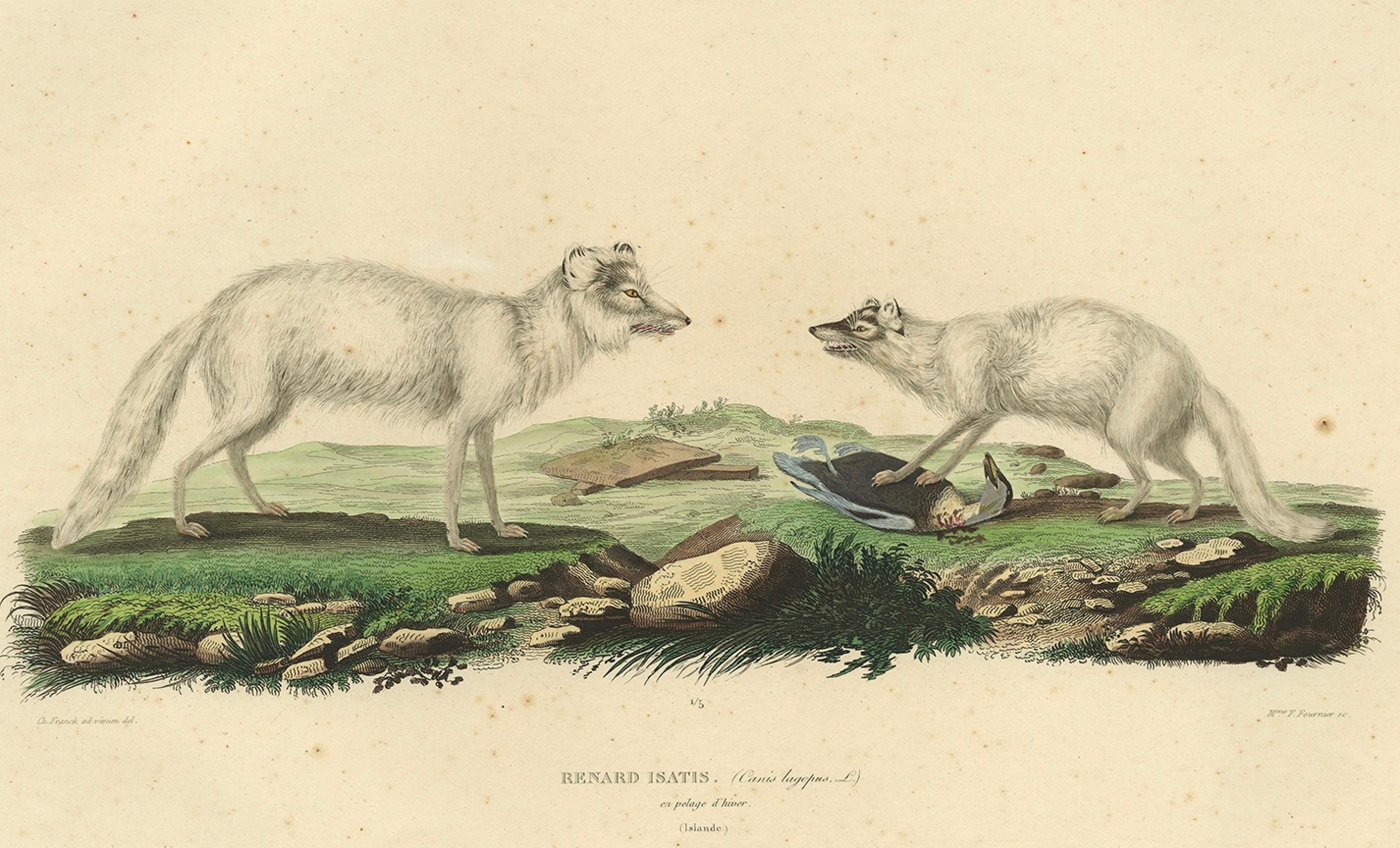 Seltene handkolorierte Gravur des künstlerischen Fuchs in Wintermantel, 1842 im Angebot 1