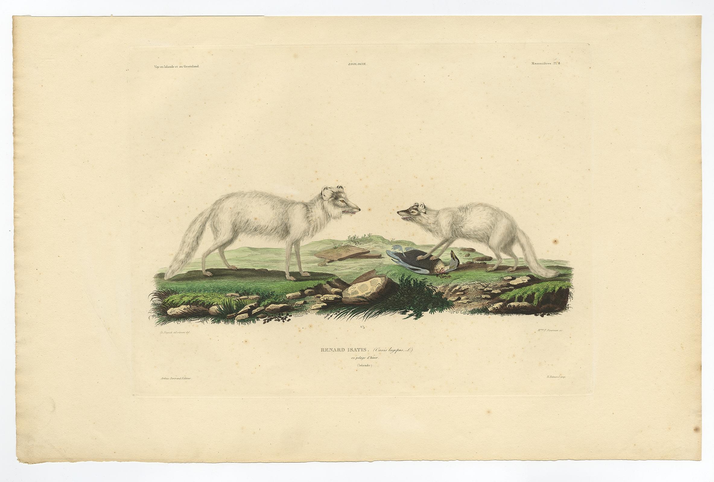 Seltene handkolorierte Gravur des künstlerischen Fuchs in Wintermantel, 1842 im Angebot 2