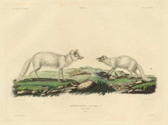 Rare Hand-Colored Engraving of the Artic Fox in Winter Coat, 1842