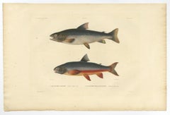 Rare Hand-Colored Fish Print of the Brown Trout and the Brook Trout, 1842