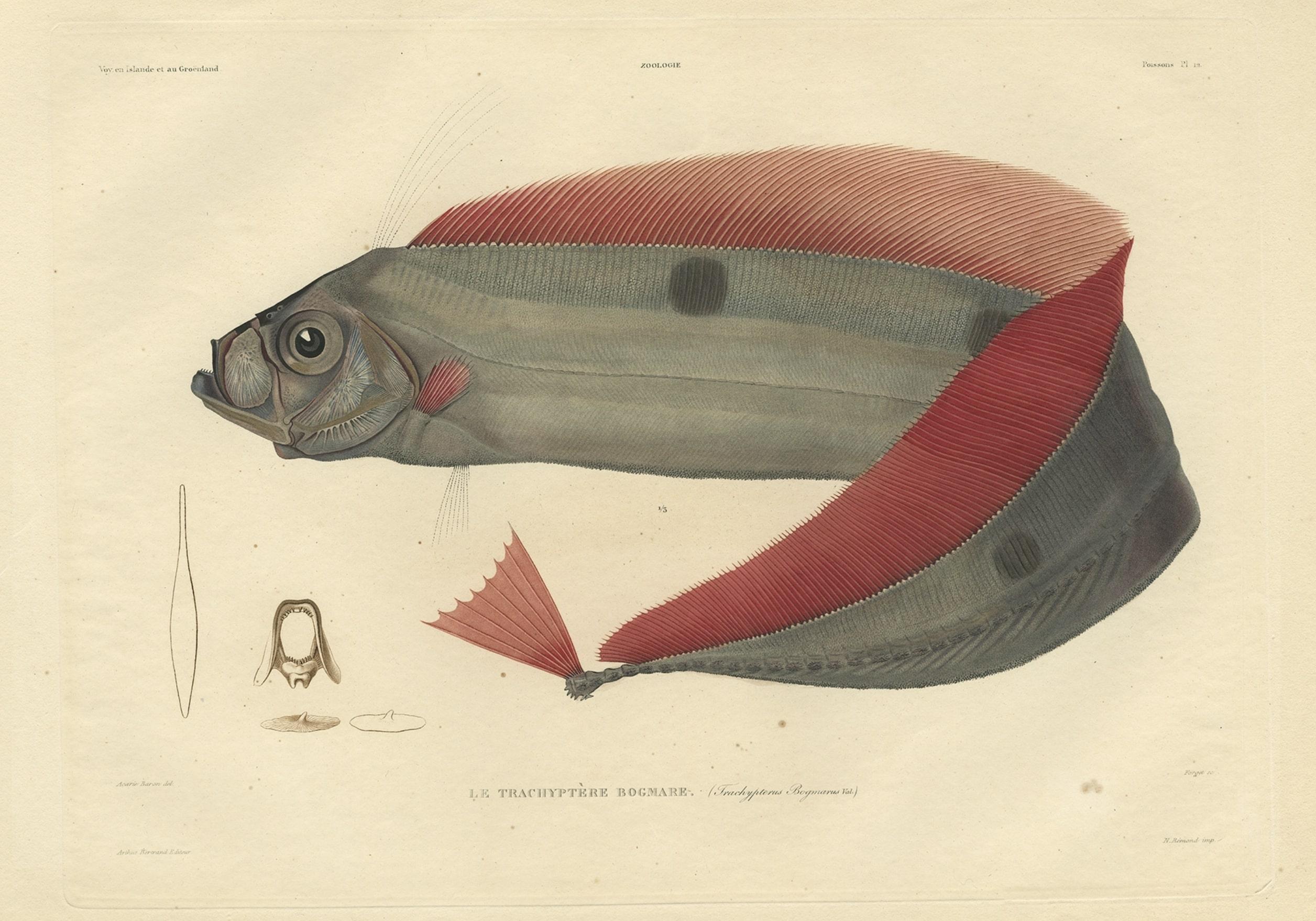Antique print, titled: 'Poissons Plate 12 - Le Trachyptere Bogmare (Trachypterus bogmarus).' 

This rare plate shows the Trachipterus trachypterus, a ribbonfish of the family Trachipteridae. From: 'Voyage en Islande et au Groenland' by M. Paul