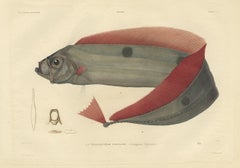 Rare Handcolored Fish Print of the Trachipterus trachypterus, a Ribbonfish, 1842