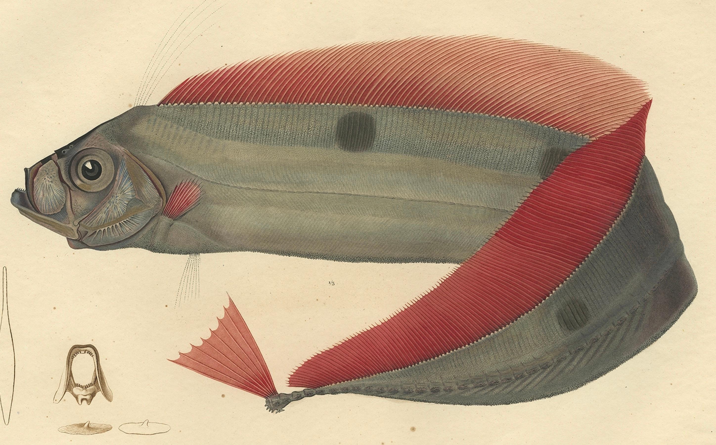 trachipteridae