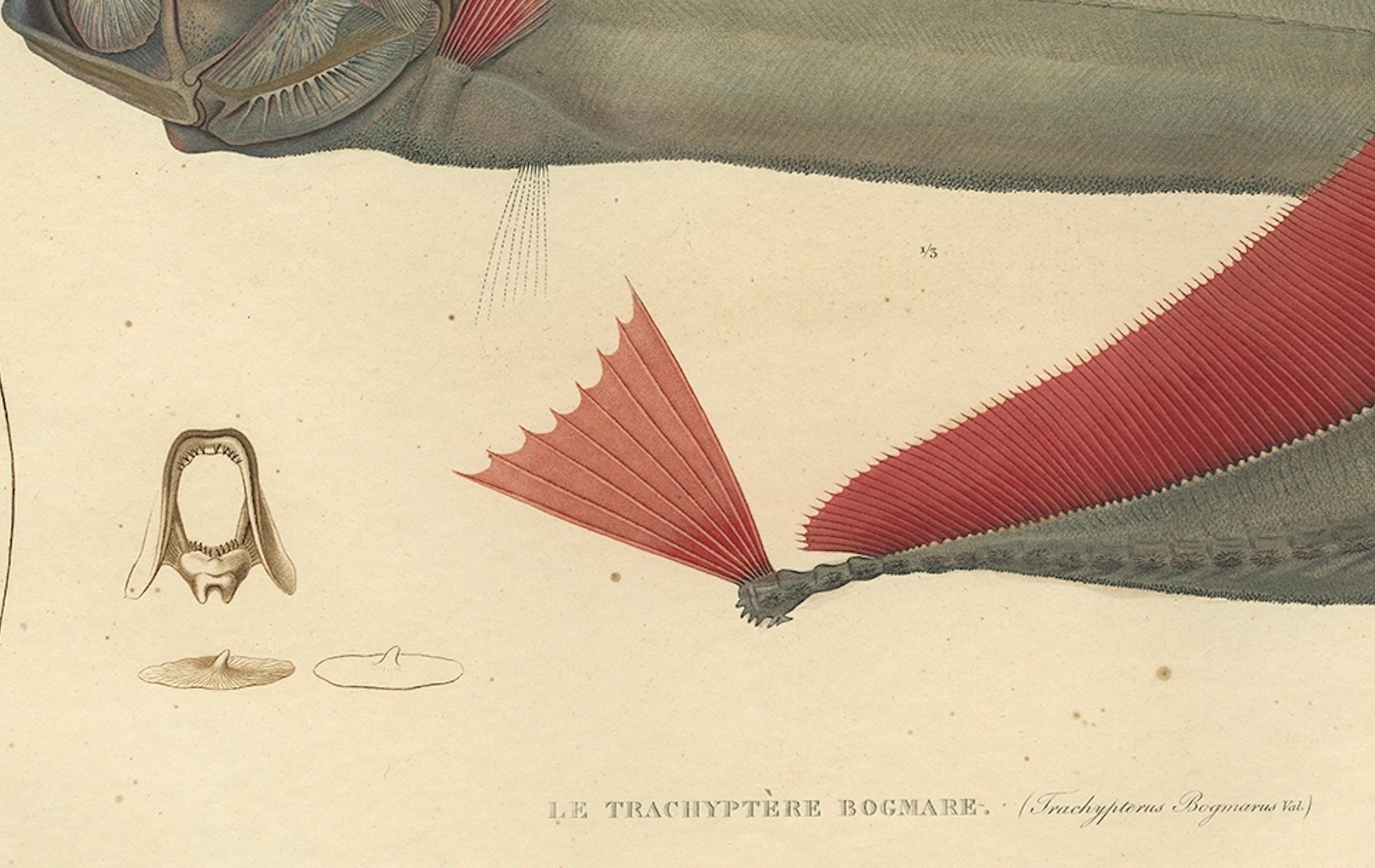French Rare Handcolored Fish Print of the Trachipterus trachypterus, a Ribbonfish, 1842 For Sale