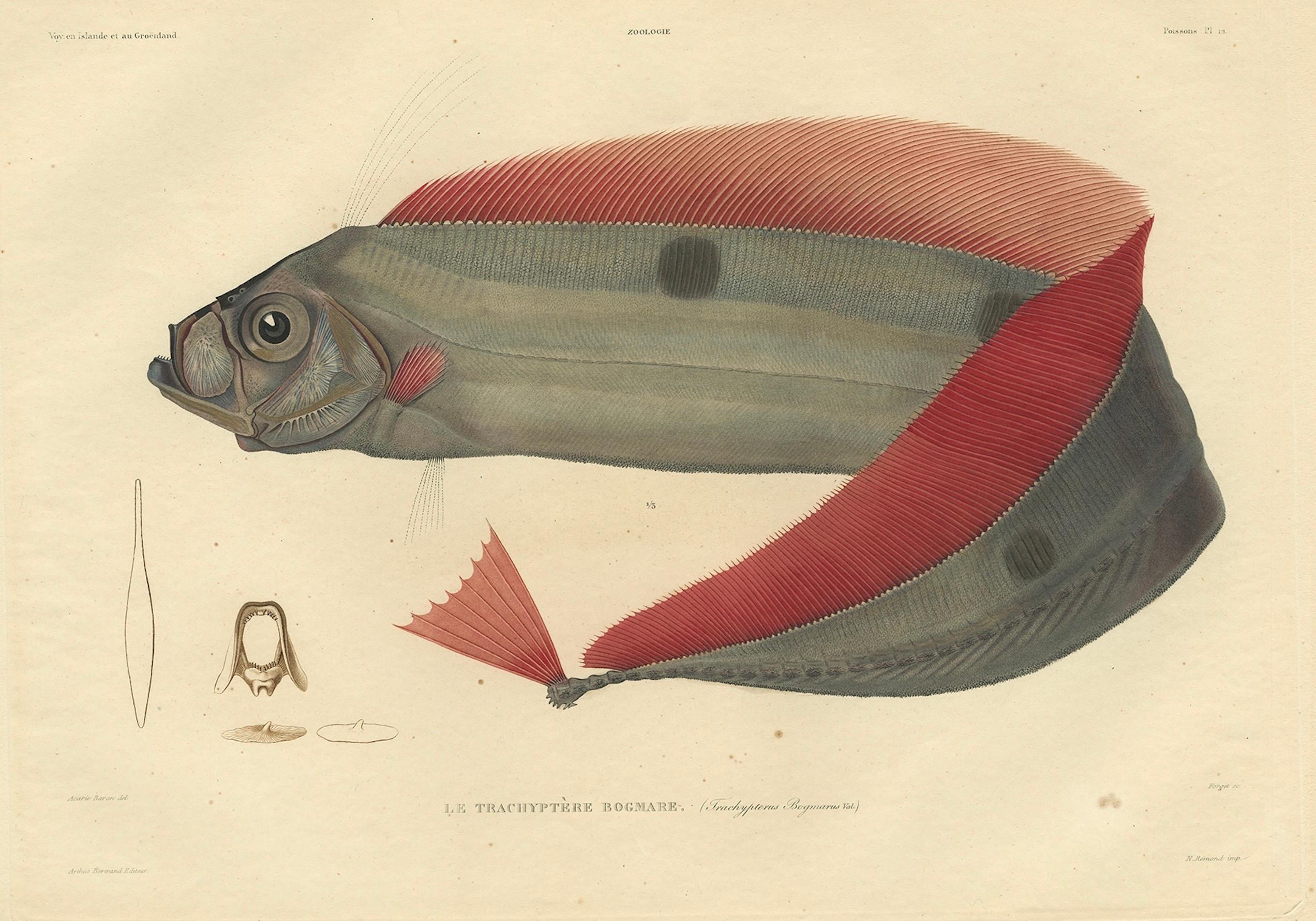 Mid-19th Century Rare Handcolored Fish Print of the Trachipterus trachypterus, a Ribbonfish, 1842 For Sale