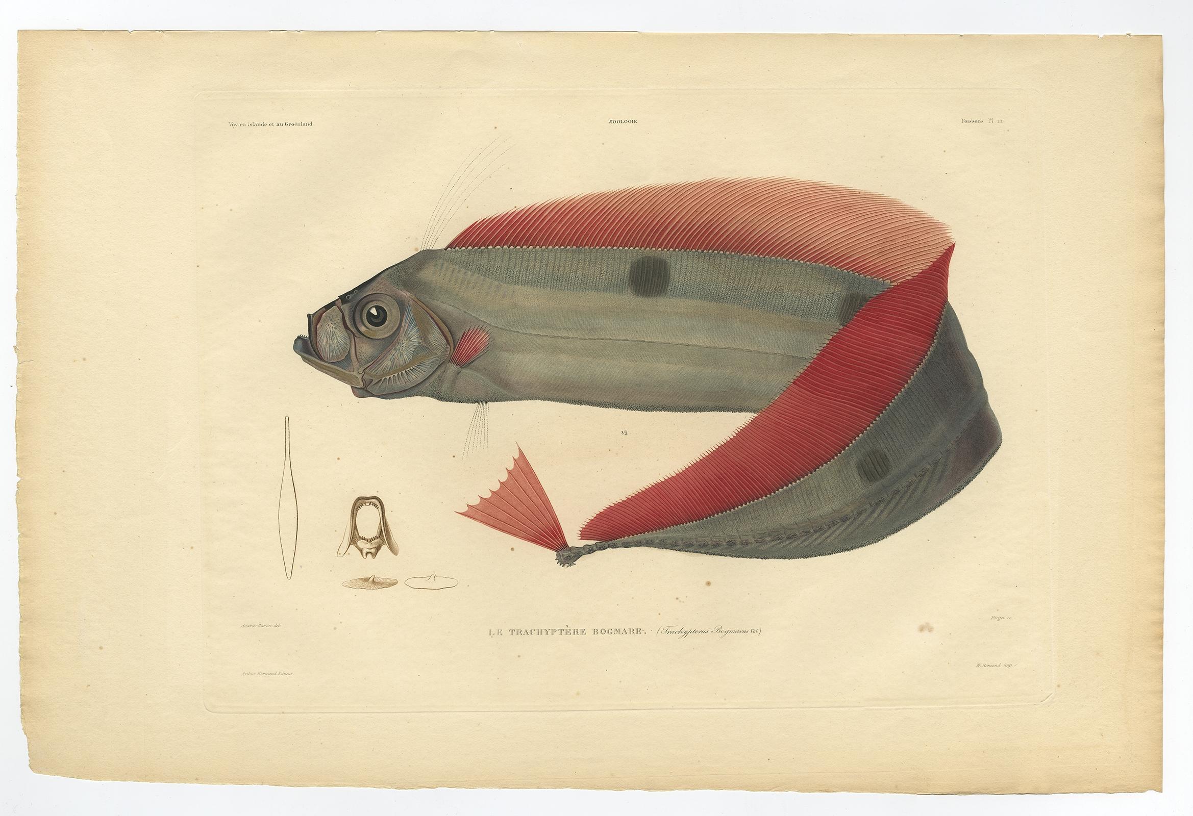 Paper Rare Handcolored Fish Print of the Trachipterus trachypterus, a Ribbonfish, 1842 For Sale