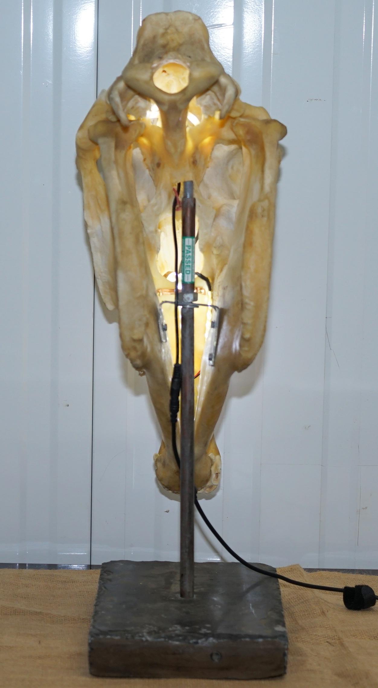 Bone Rare Horse Skull Lamp on Huge Thick Slate Base Taxidermy Interest Movable Head
