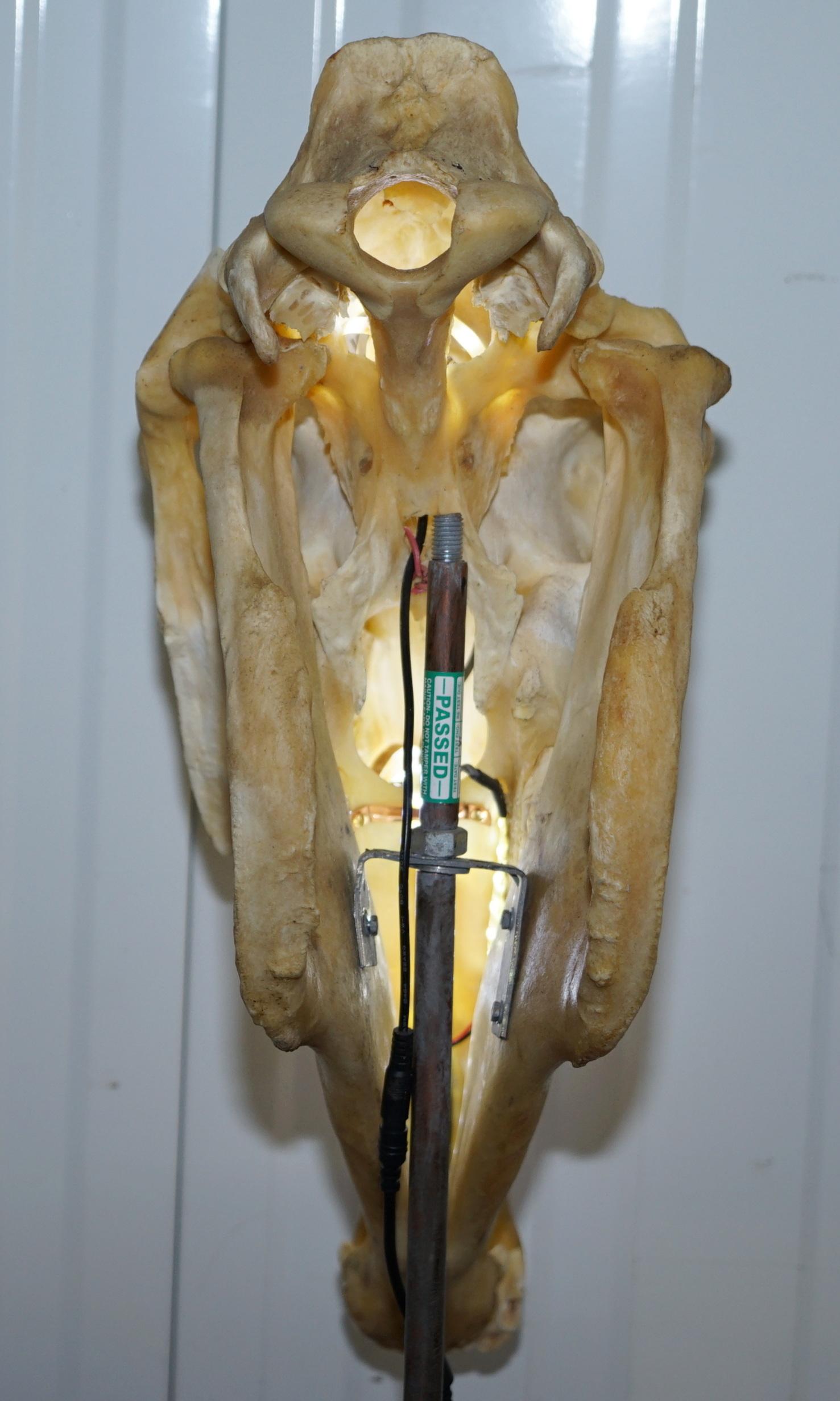 Bone Rare Horse Skull Lamp on Huge Thick Slate Base Taxidermy Interest Movable Head