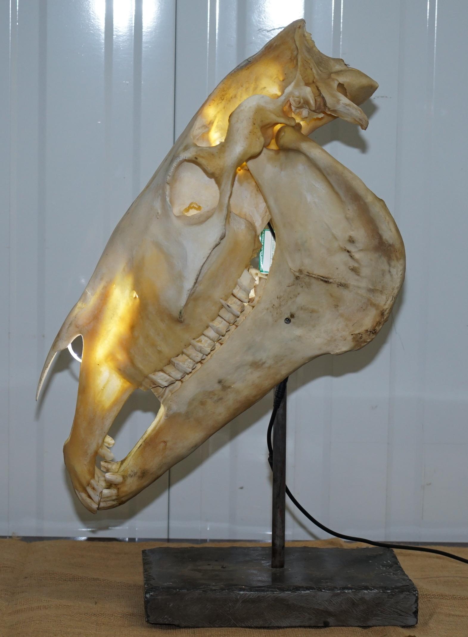 Rare Horse Skull Lamp on Huge Thick Slate Base Taxidermy Interest Movable Head 2