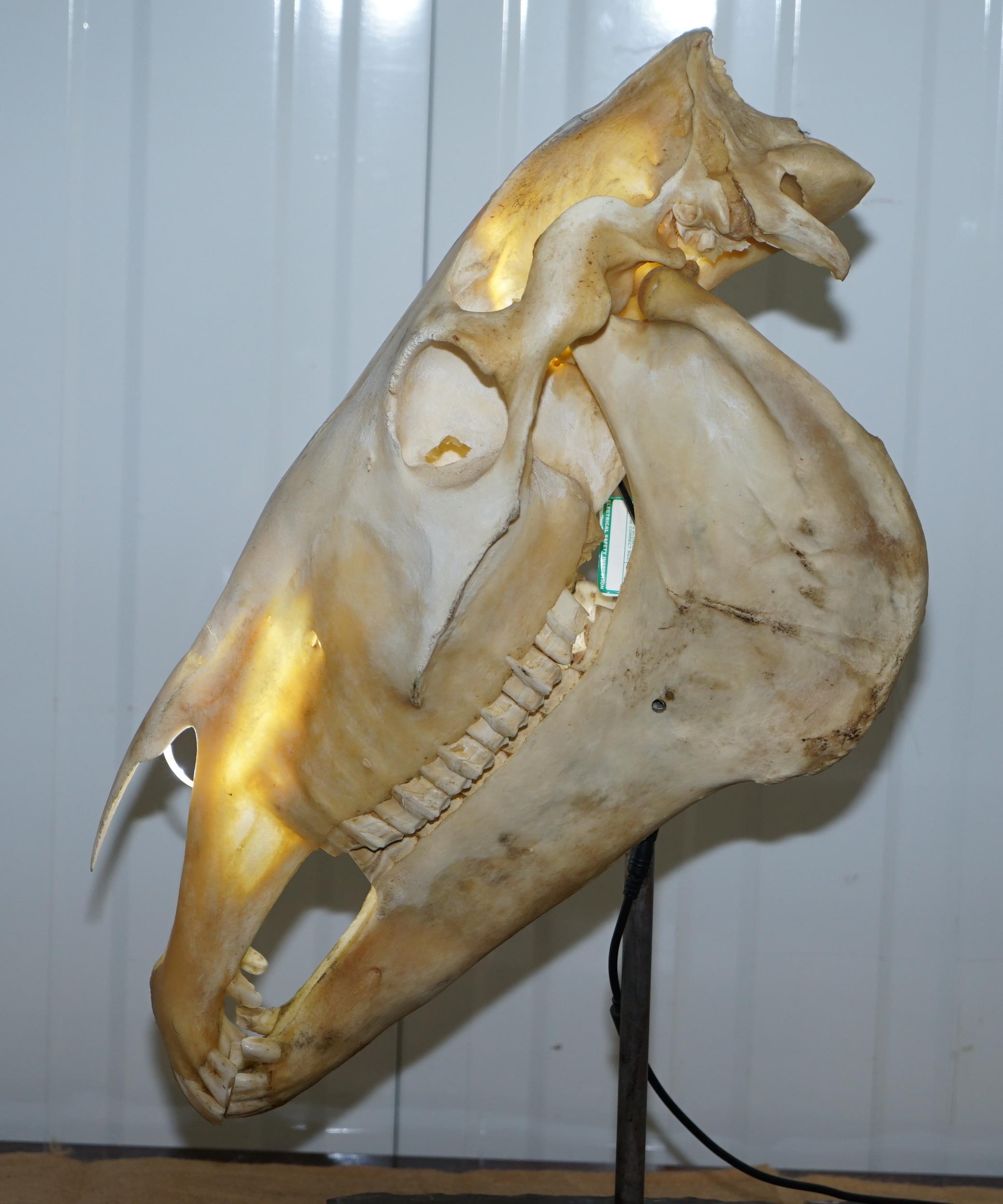 Rare Horse Skull Lamp on Huge Thick Slate Base Taxidermy Interest Movable Head 3