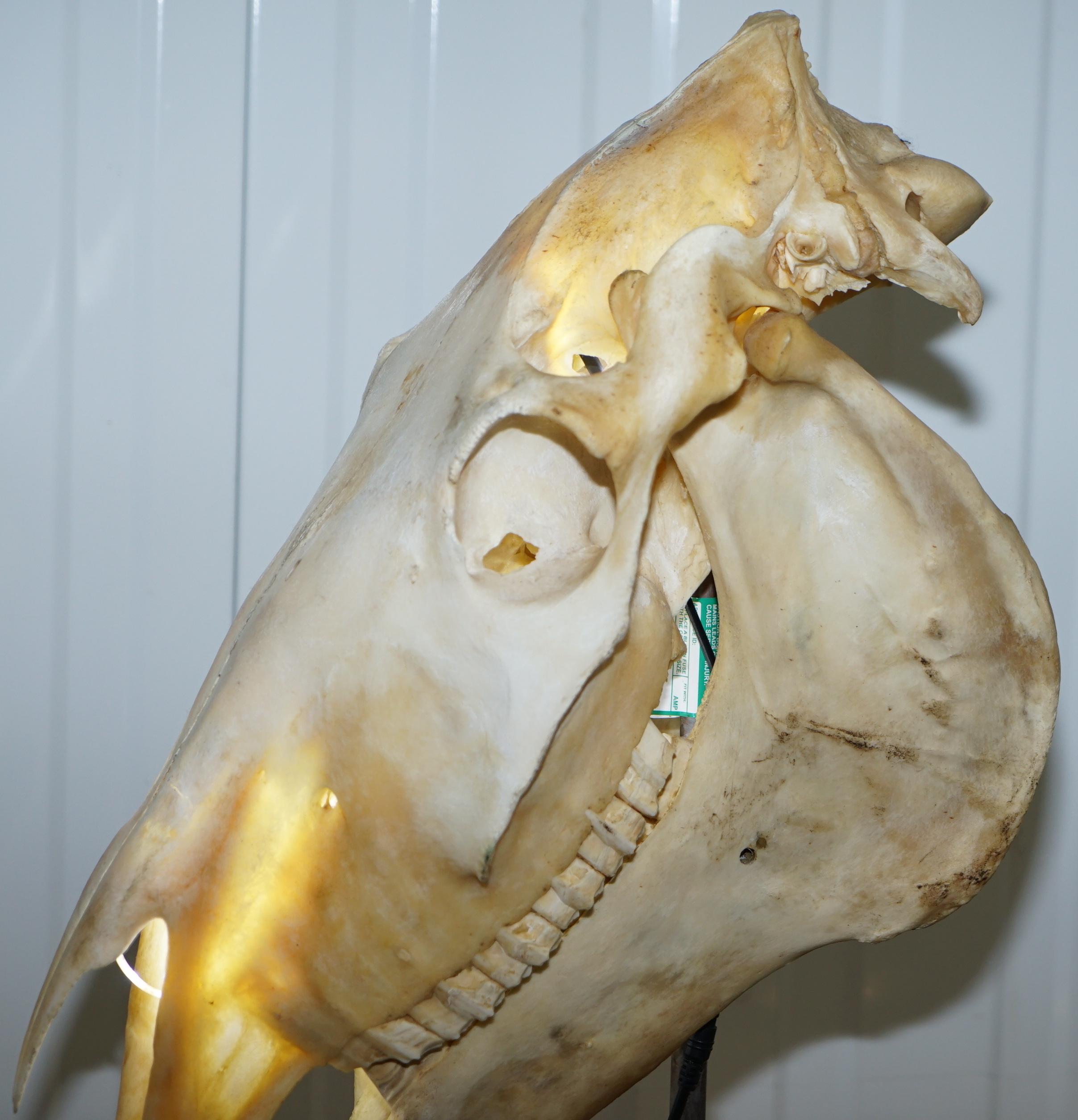 Rare Horse Skull Lamp on Huge Thick Slate Base Taxidermy Interest Movable Head 3