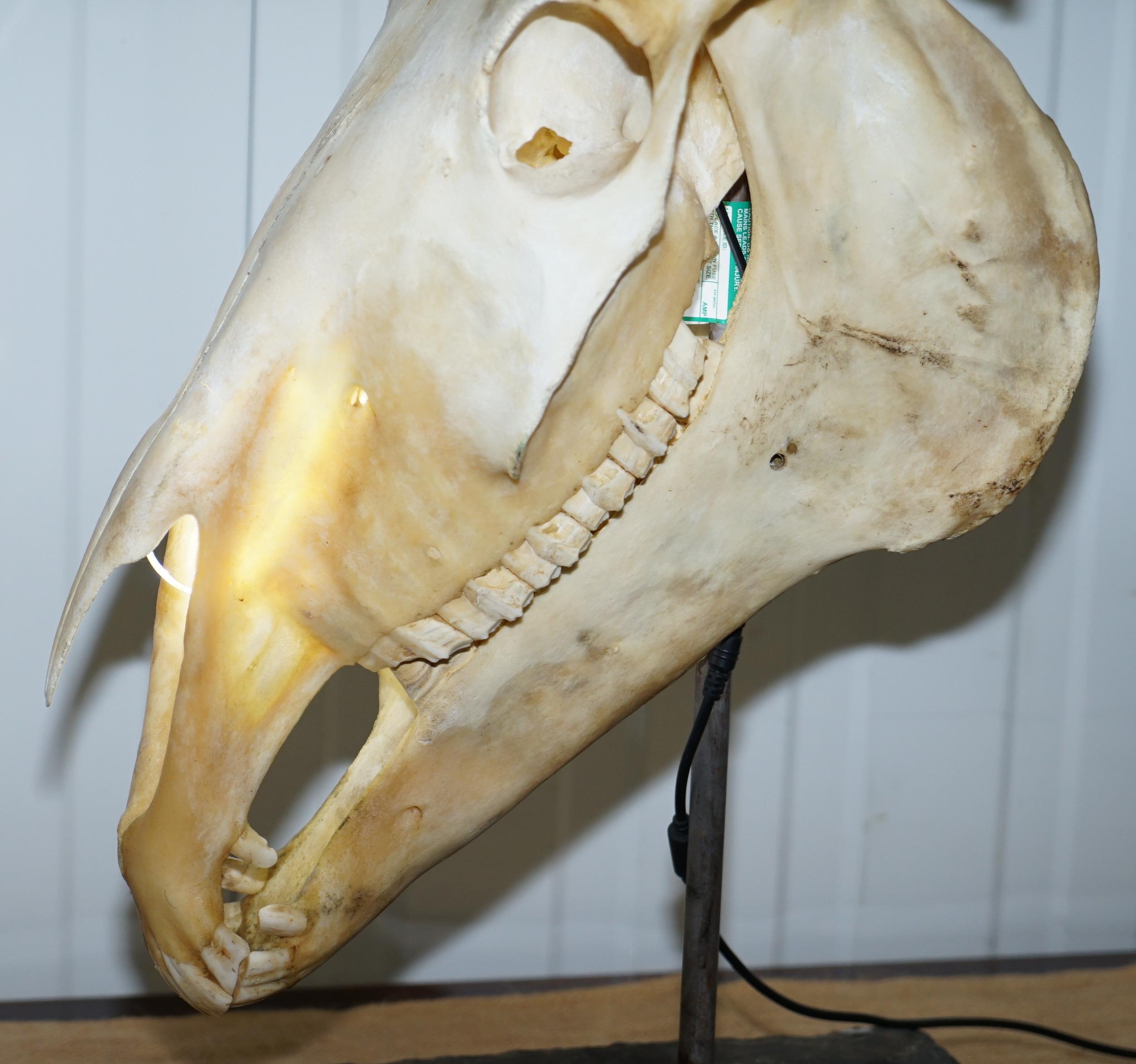 Rare Horse Skull Lamp on Huge Thick Slate Base Taxidermy Interest Movable Head 5