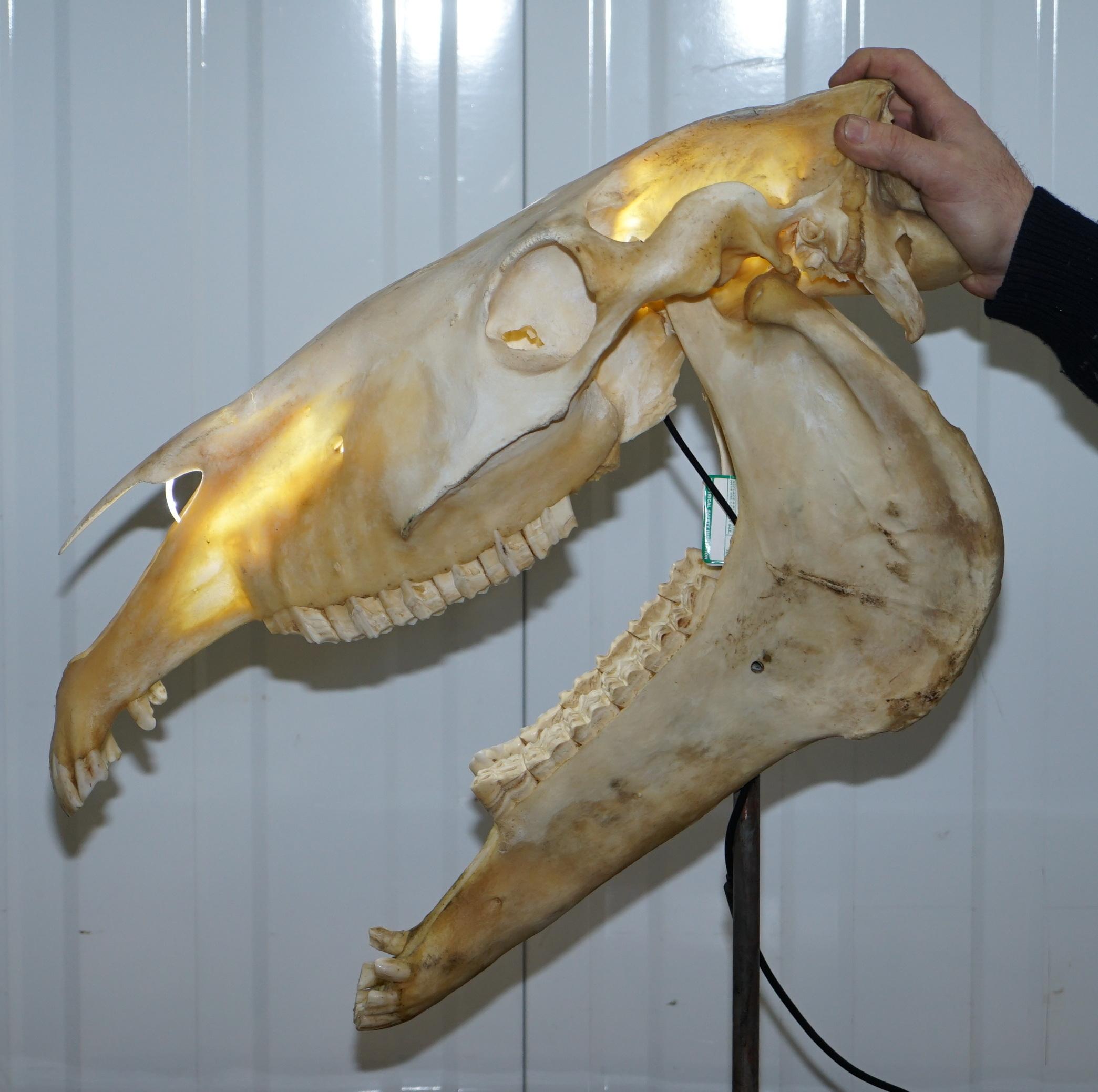 Rare Horse Skull Lamp on Huge Thick Slate Base Taxidermy Interest Movable Head 6