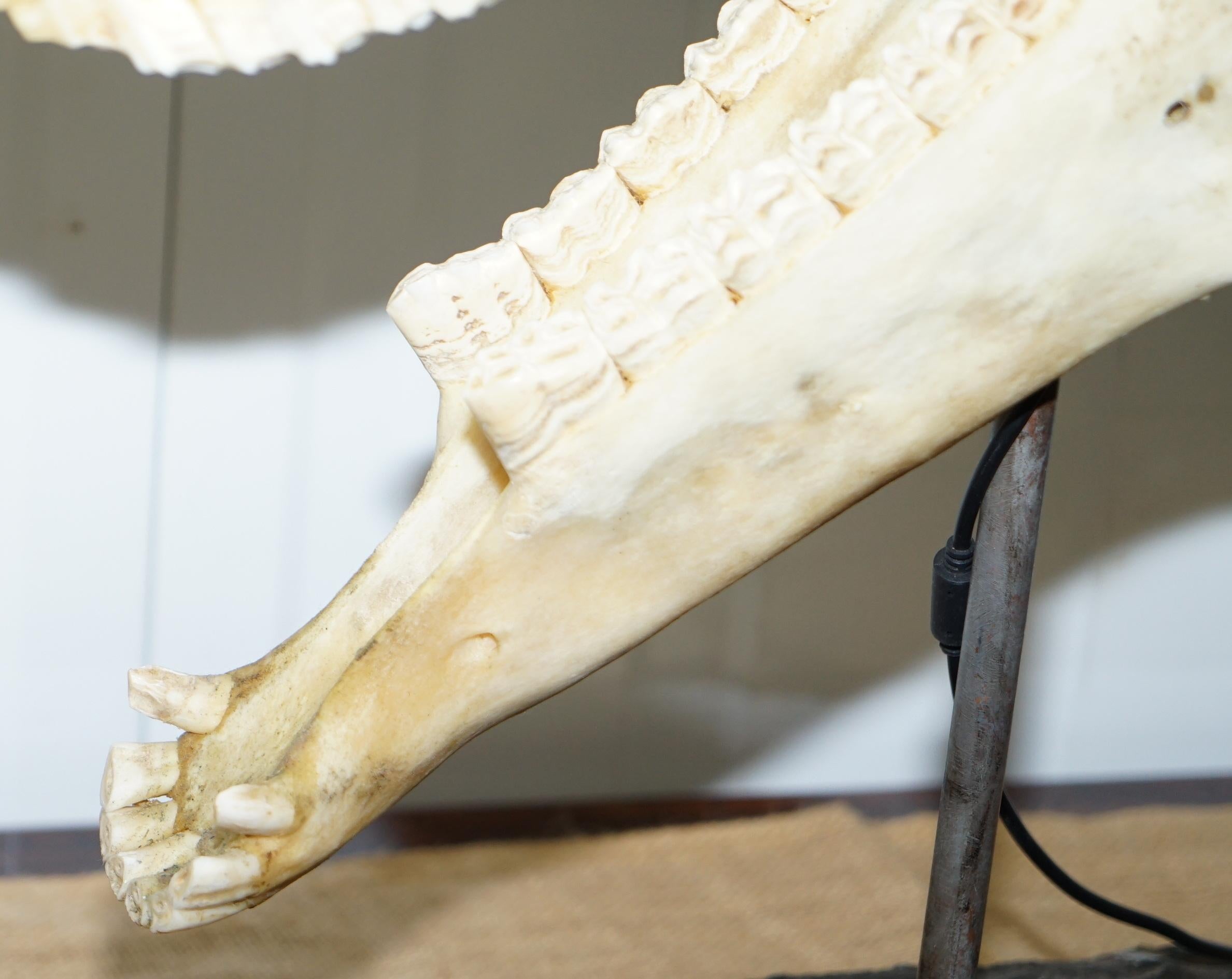 Rare Horse Skull Lamp on Huge Thick Slate Base Taxidermy Interest Movable Head 8