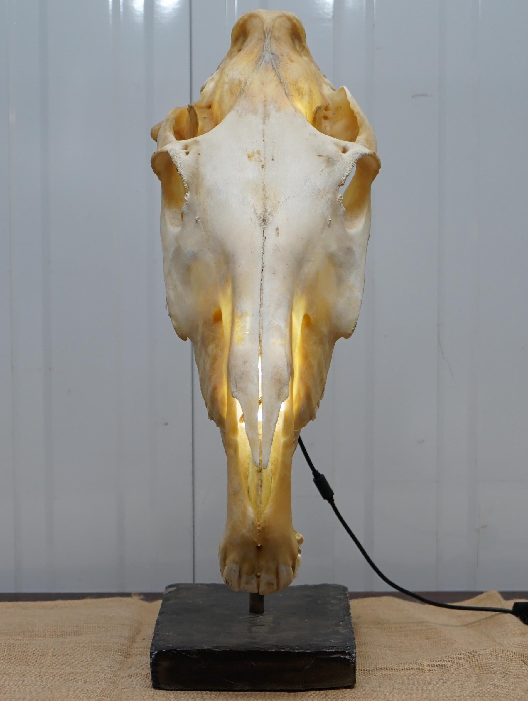 We are delighted to offer for sale this very rare one of a kind Horse skull lamp on a large heavy slate base

A very original and quite interesting conversation piece, you could be mistaken for thinking it was a dinosaur skull, my son certainly