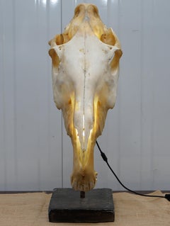 Rare Horse Skull Lamp on Huge Thick Slate Base Taxidermy Interest Movable Head