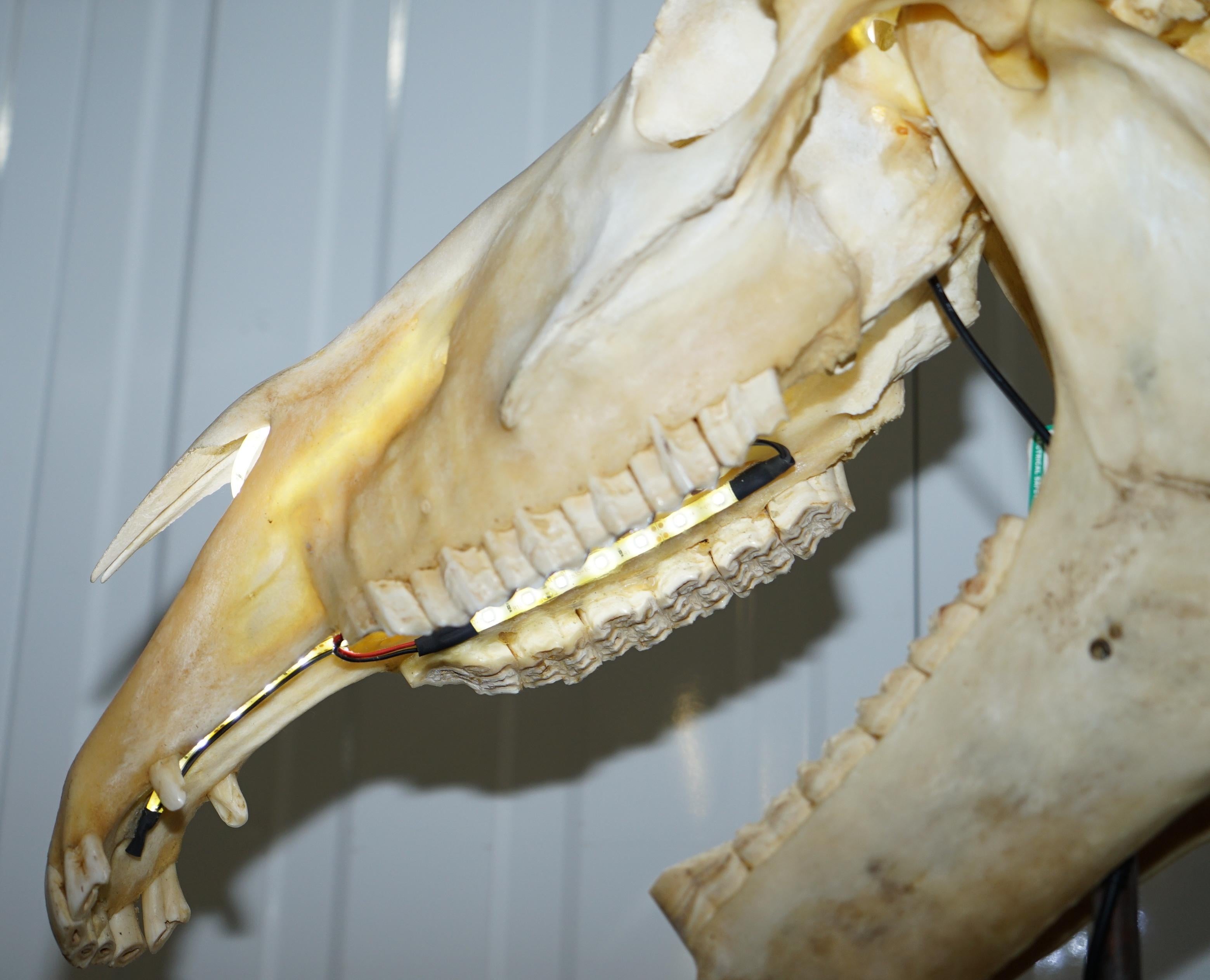 Rare Horse Skull Lamp on Huge Thick Slate Base Taxidermy Interest Movable Head 9