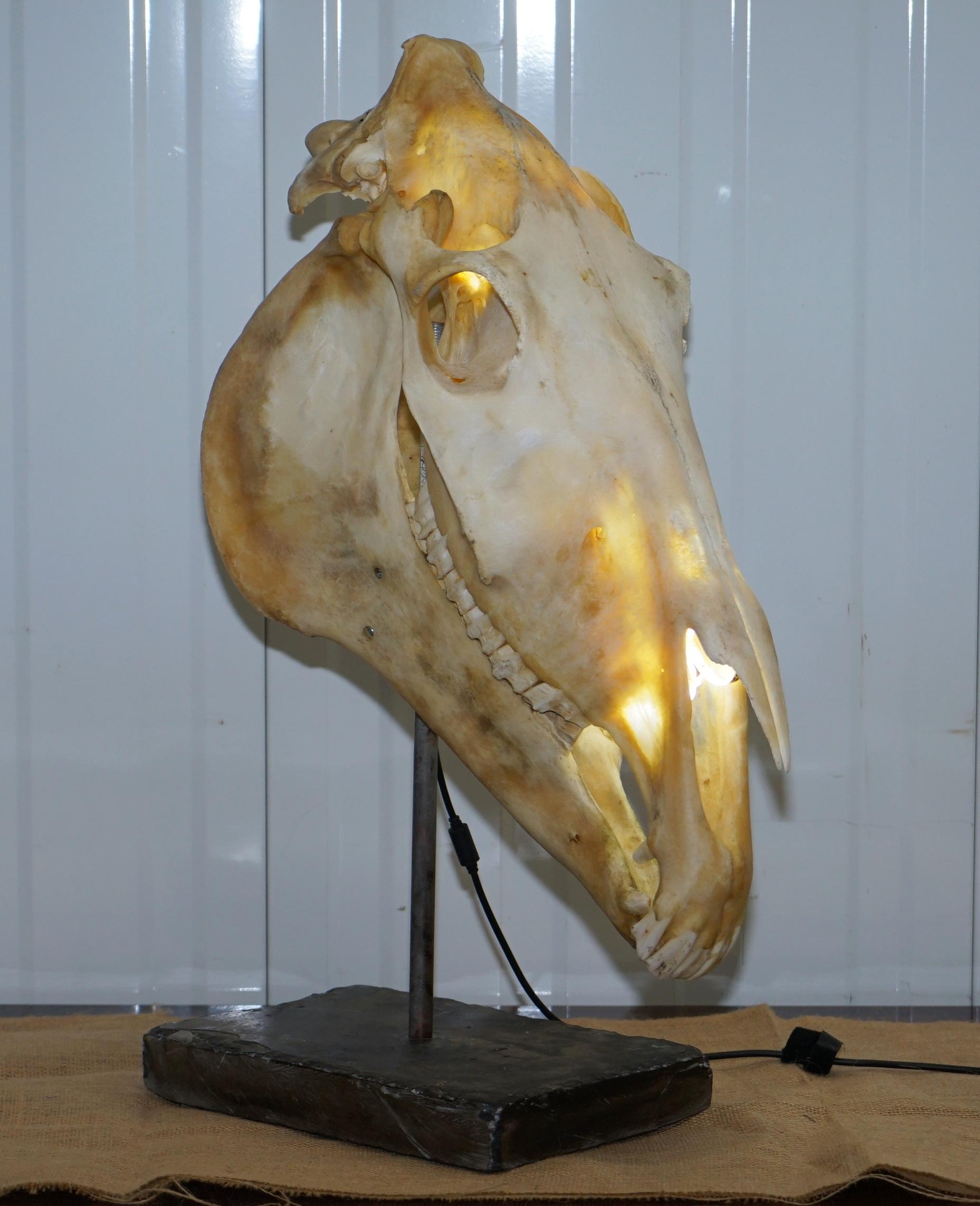 taxidermy lamp